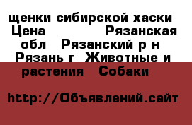 щенки сибирской хаски › Цена ­ 10 000 - Рязанская обл., Рязанский р-н, Рязань г. Животные и растения » Собаки   